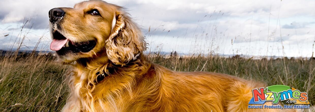 Golden Retriever in field