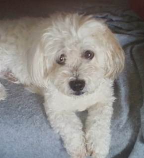 Bichon Mix Dog Can’t Walk but Recovers