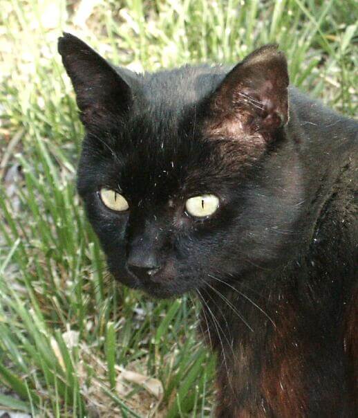 Dino, cat in grass