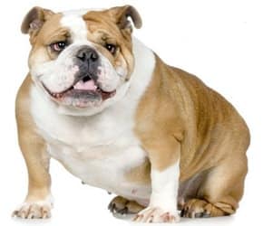 english bulldog