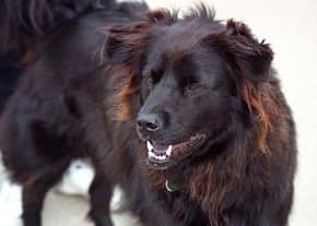 newfie-mix