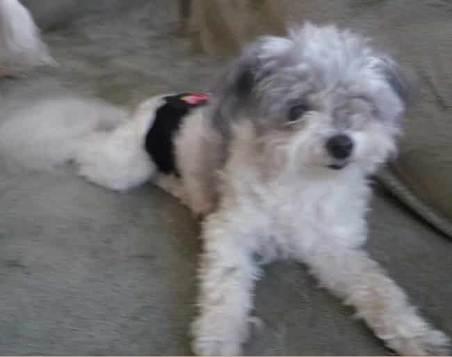 pippin-lrg Pippin, this dog had allergies