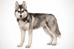 siberian husky example