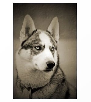 Siberian Husky & Hip Pain Trouble Improvement