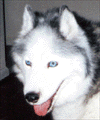 mewuk Mewuk, siberian husky