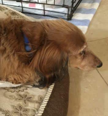 Dachshund Recovers from Vaccination Induced Paralysis – VIDEO