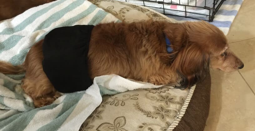 rusty-sml vaccination induced paralysis