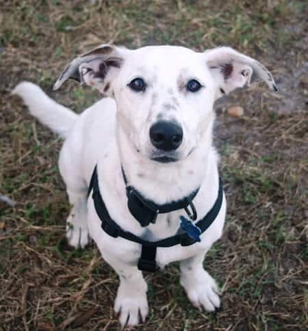 Whippet Hound Happier Without Dog Papilloma Warts