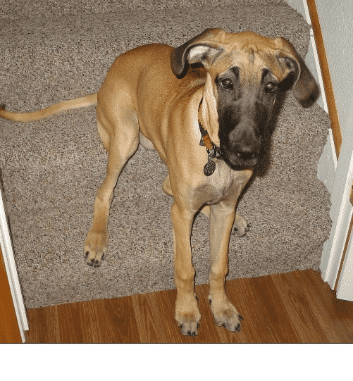 knuckling in dogs great dane knuckling issue resolved nzymes knuckling in dogs great dane knuckling issue resolved nzymes