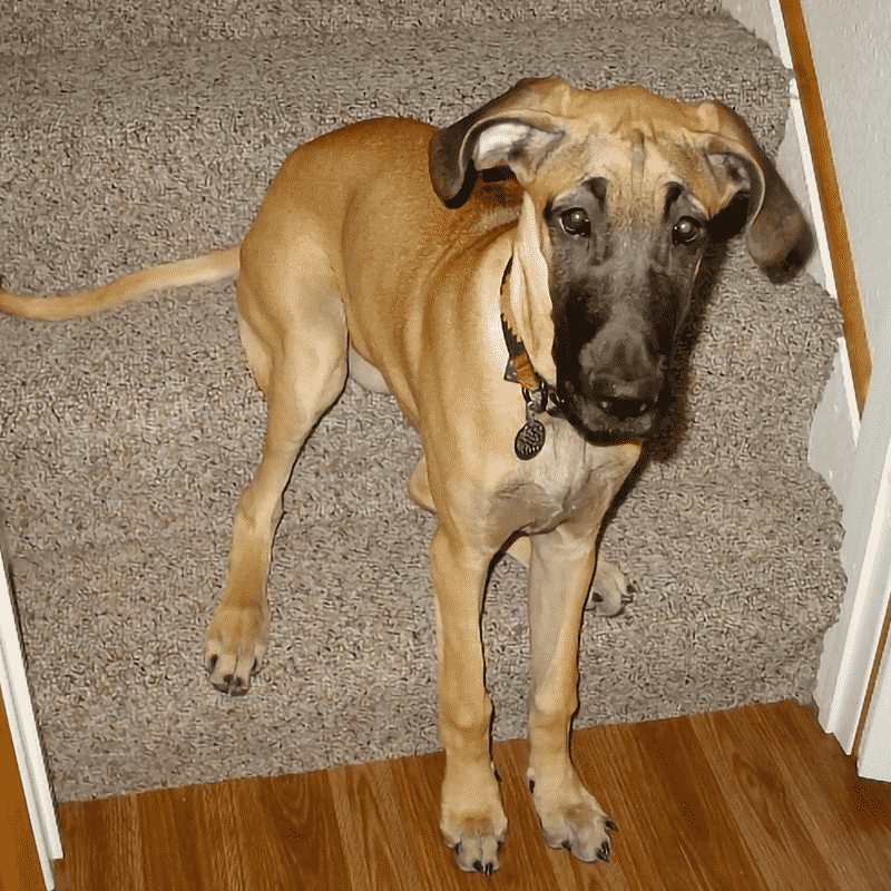 karma-greart-dane-puppy-after-800x800 Great Dane Karma Recovers from Knuckling Over legs