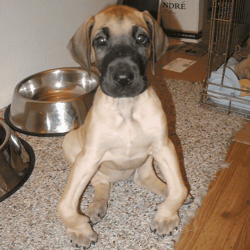 karma-greart-dane-puppy-knuckling-over-800x800 Great Dane Karma Recovers from Knuckling Over legs