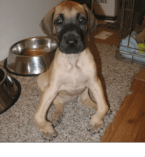 knuckling in dogs great dane knuckling issue resolved nzymes knuckling in dogs great dane knuckling issue resolved nzymes