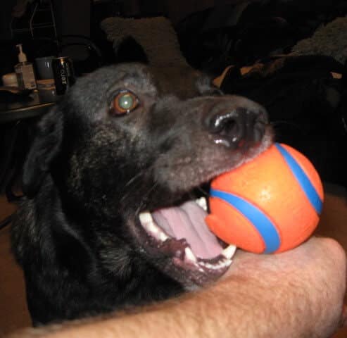 raja-2 Raja loves his ball