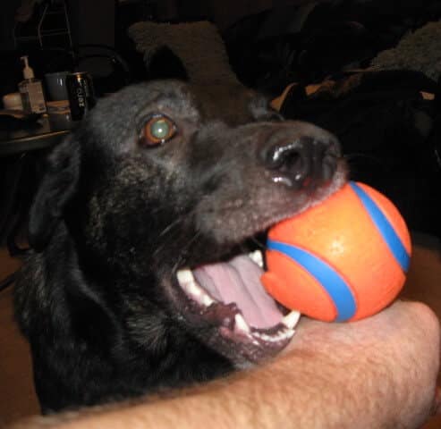 Raja loves his ball