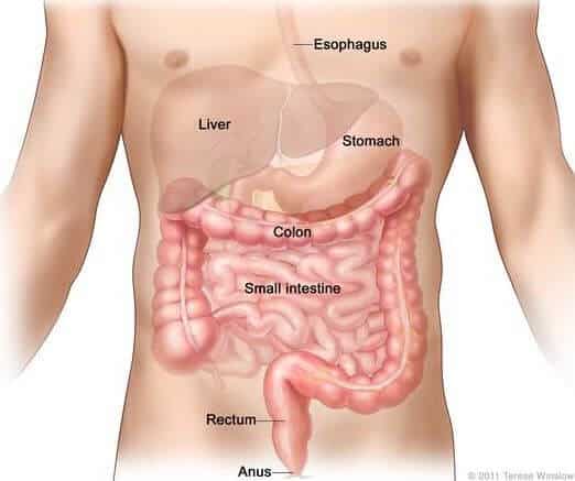 Leaky Gut Syndrome and You