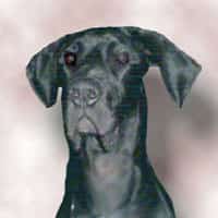 Great Dane Battles Aspiration Pneumonia – Wins