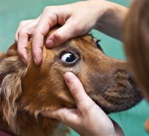 dog eyes needing drops
