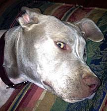 Emma, a Pit Bull Terrier Beats COPV