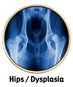 customer stories of hip dysplasia success