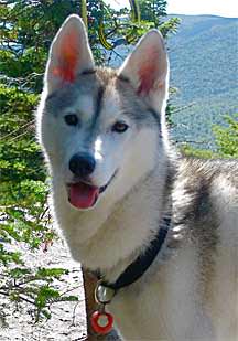 Kimmi the Husky Says Goodbye to Dog Wart