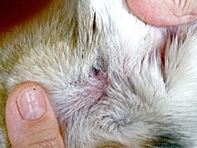 Dog wart gone, no dog wart