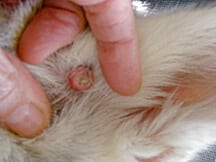 wart on dogs ear