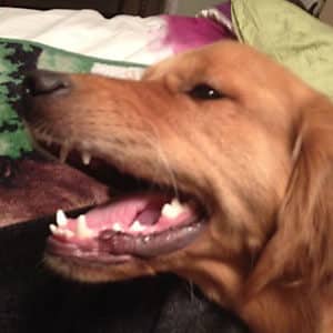 Rylee the Golden Retriever Conquers Mouth Warts