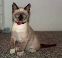 Lucky – Siamese Kitten with Vaccine Response Seizures