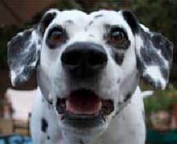 Brigitta, A Sweet Dalmatian & Cluster Seizure Struggles