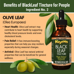 Nzymes BlackLeaf Tincture Benefits: Olive Leaf