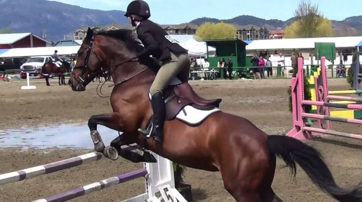 Horse shows jumping ability