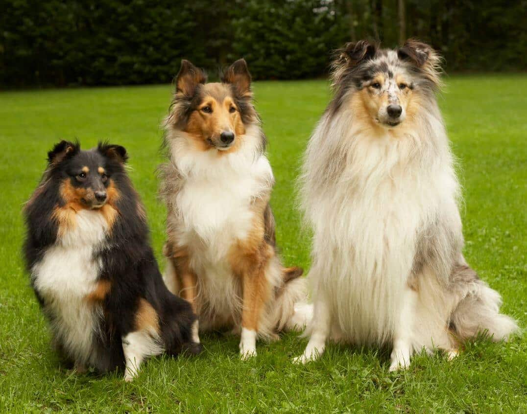 MDR1 Gene Mutation and your Herding Breed