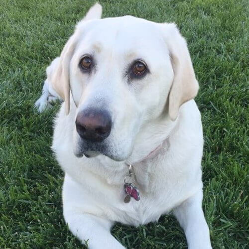 Dixie: Labrador Dog Runs & Plays Despite Worst Hips