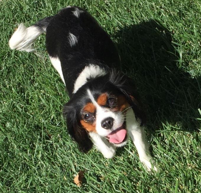 Gracie, Cavalier KC Spaniel Beats Yeasty Issues