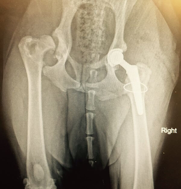 X-ray hips of Dixie - Labrador