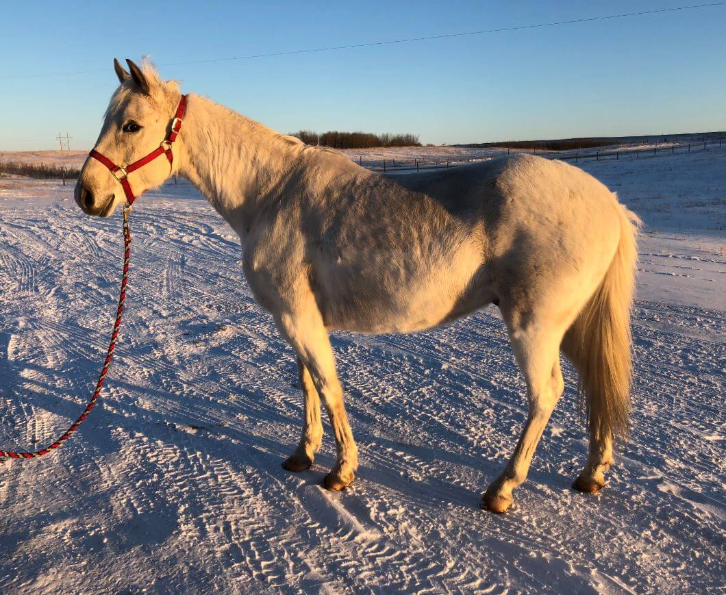 Horse heaves, weight loss