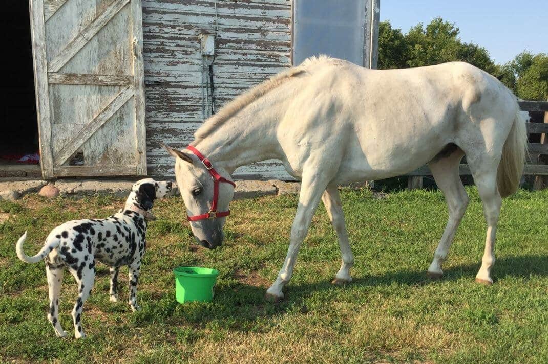 Bergien, horse breathes easier