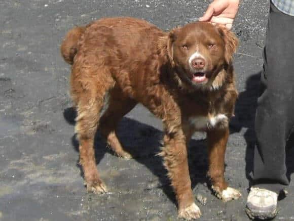 Springer spaniel skin infection