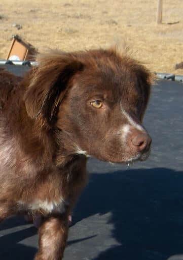 Phoenix: Springer Spaniel Battles Skin Infection