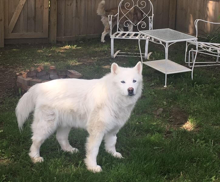 Samoyed Husky Wolf mix Recovers from Severe Neglect