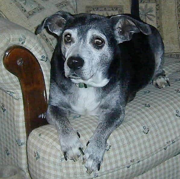 Stu_Reidhaar-Chair jack Russell Lab with better mobility
