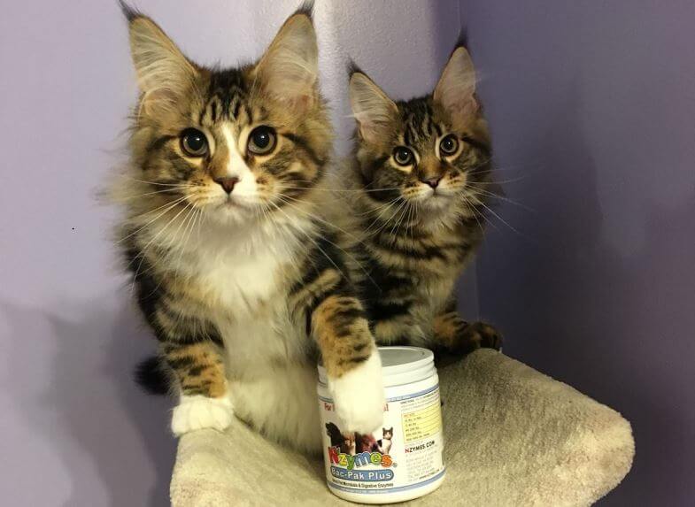 Maine Coon Kittens