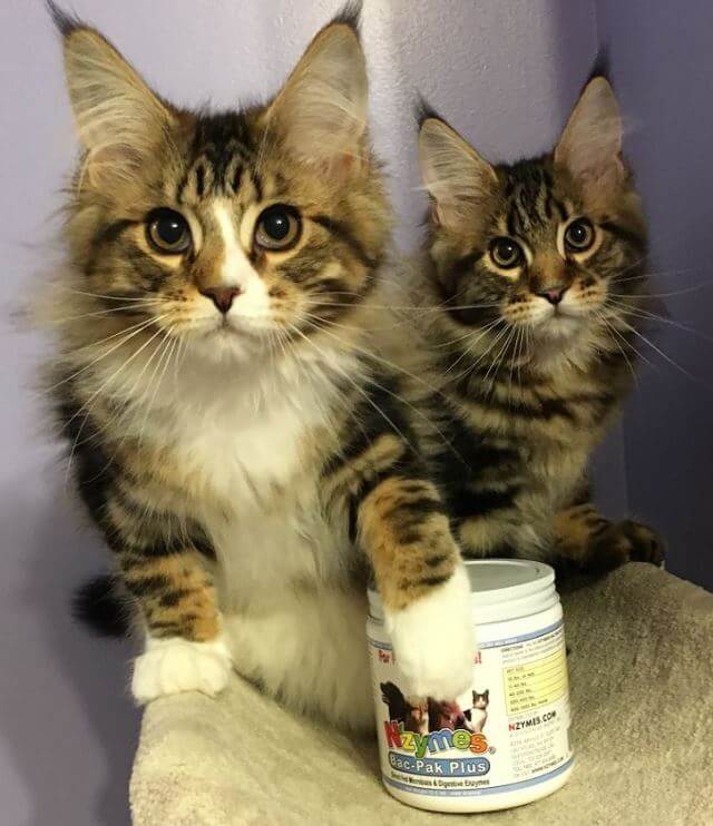 Bella and Caymus, Beautiful Maine Coon Kittens