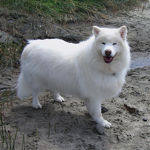 Oso the Samoyed with Degenerative Myelpothy DM