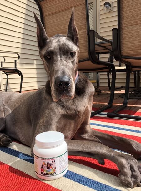 Juno the Great Dane and Wobbler’s Syndrome