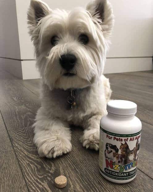 West Highland Terrier Living Well with Nzymes