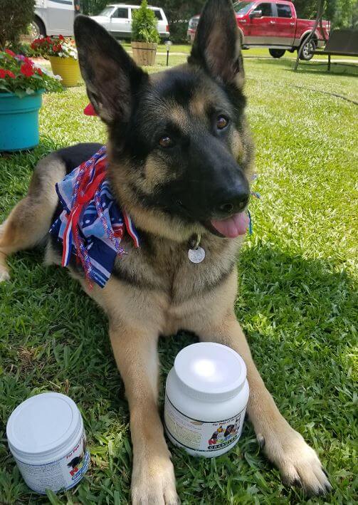 Yarrow Loves Frisbee in Spite of Dysplasia