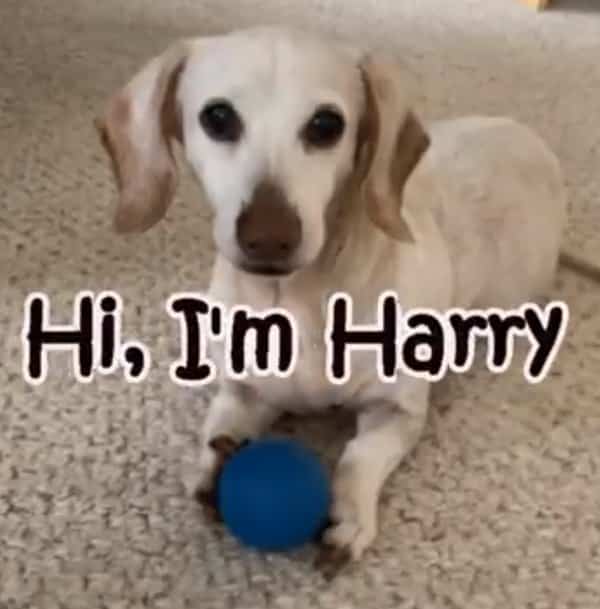 Harry-001 Dachshund rebounds from paralysis