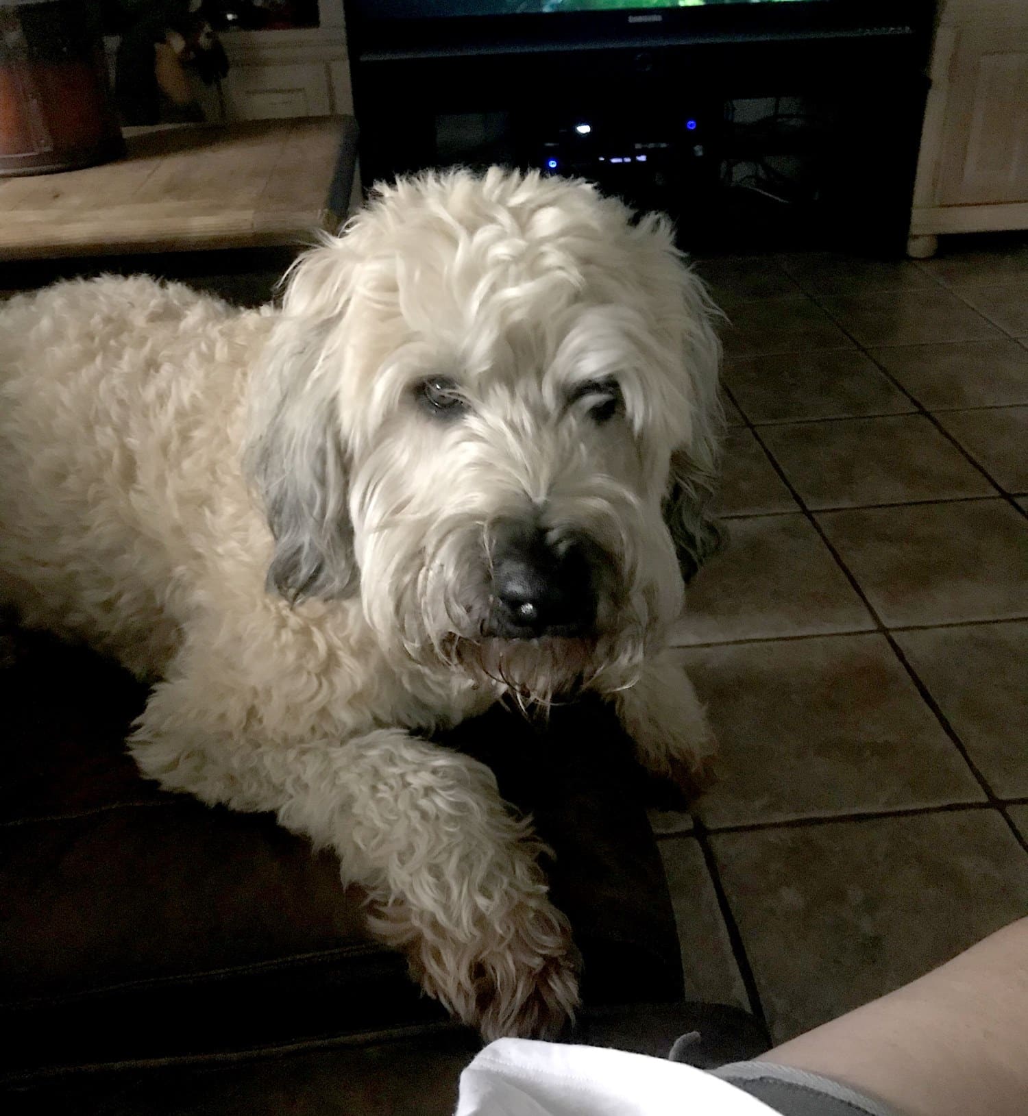 Wheaten Terrier Walking Troubles Resolved