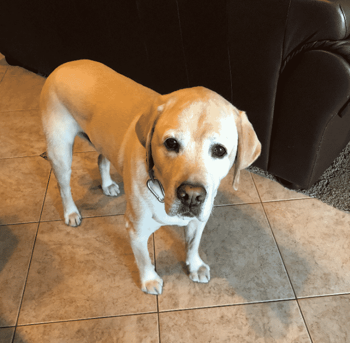 Yellow Lab with Torn ACL and Blown Knee natural help